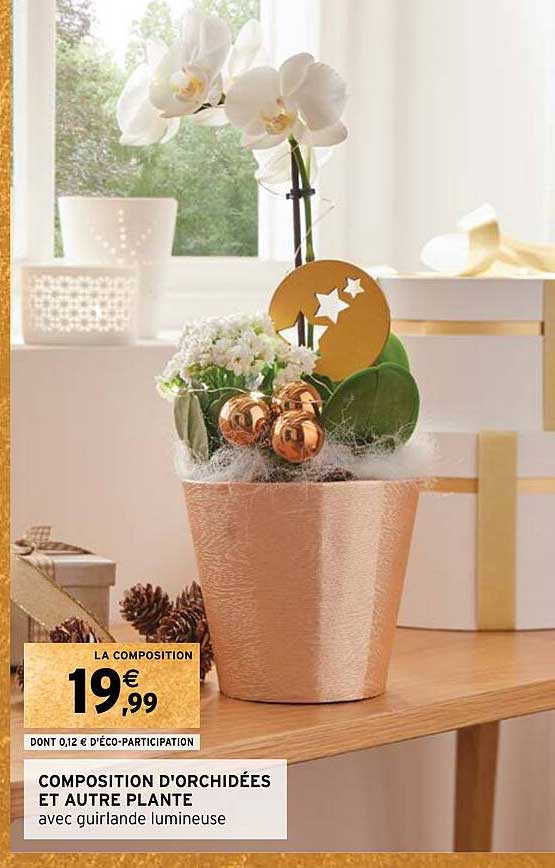 composition d'orchidées et autre plante