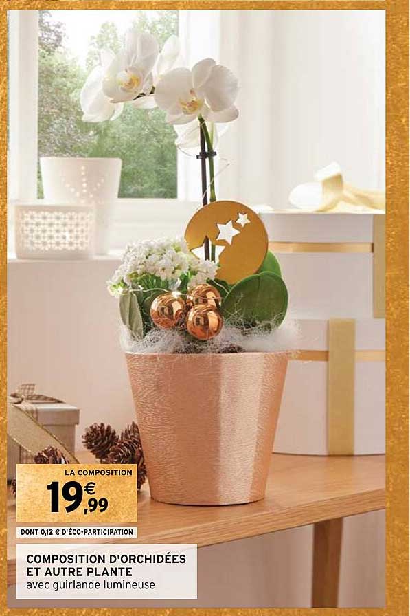 composition d'orchidées et autre plante