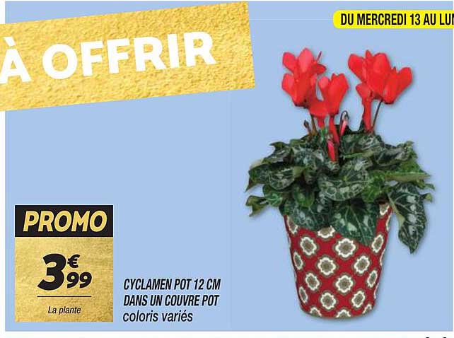 cyclamen pot 12 cm dans un couvre pot