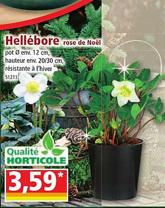 hellébore rose de noël