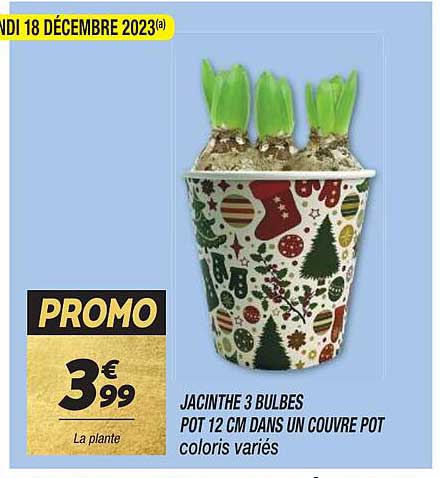 jacinthe 3 bulbes pot 12 cm dans un couvre pot