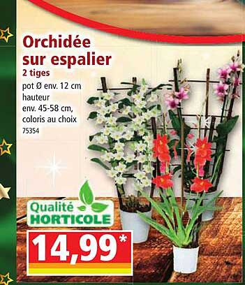 orchidée sur espalier 2 tiges