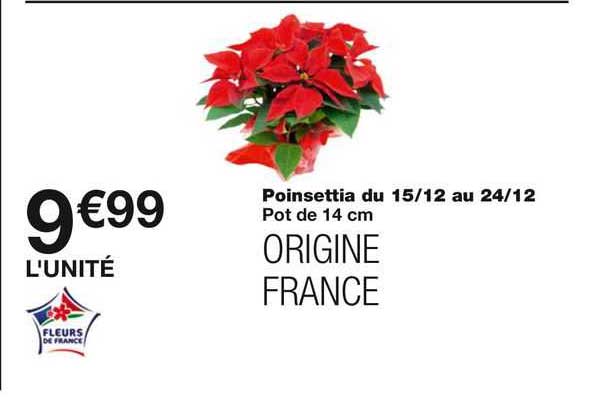 poinsettia du 15/12 au 24/12
