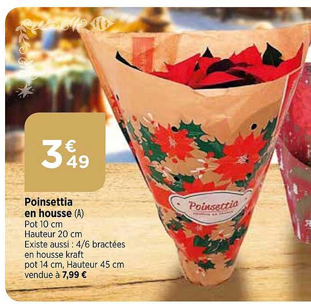 poinsettia en housse