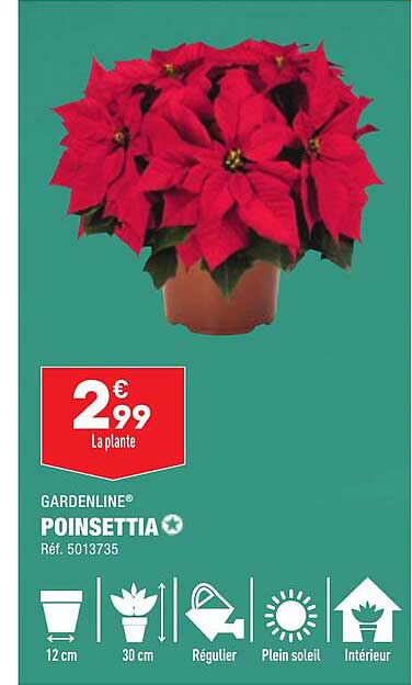 poinsettia gardenline