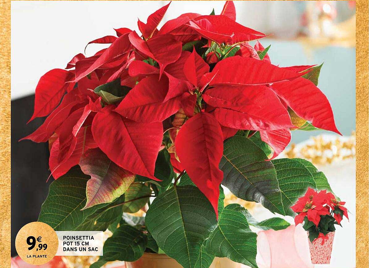 poinsettia pot 15 cm dans un sac