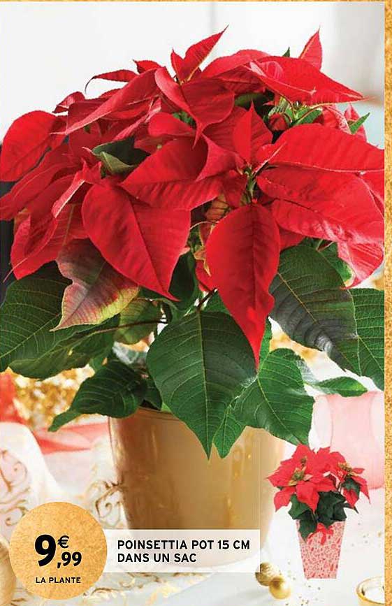 poinsettia pot 15 cm dans un sac