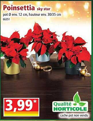 poinsettia sky star