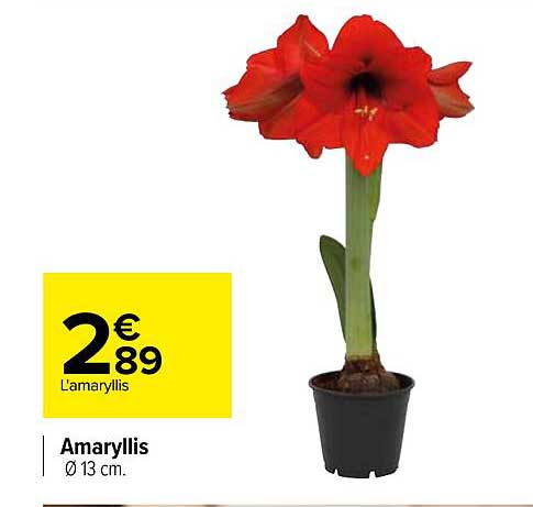 amaryllis