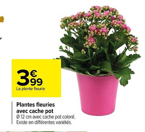 plantes fleuries avec cache pot