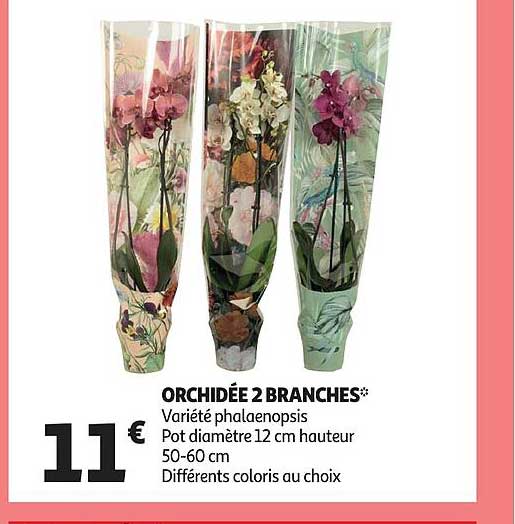Orchidée 2 Branches