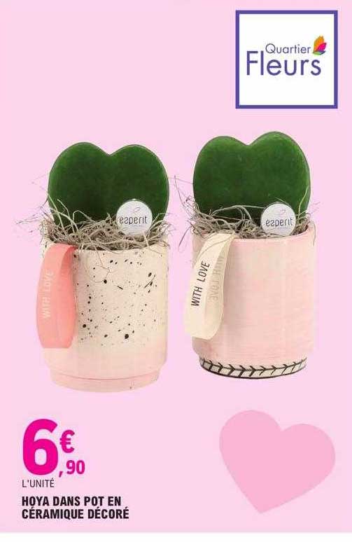 hoya dans pot en céramique décoré
