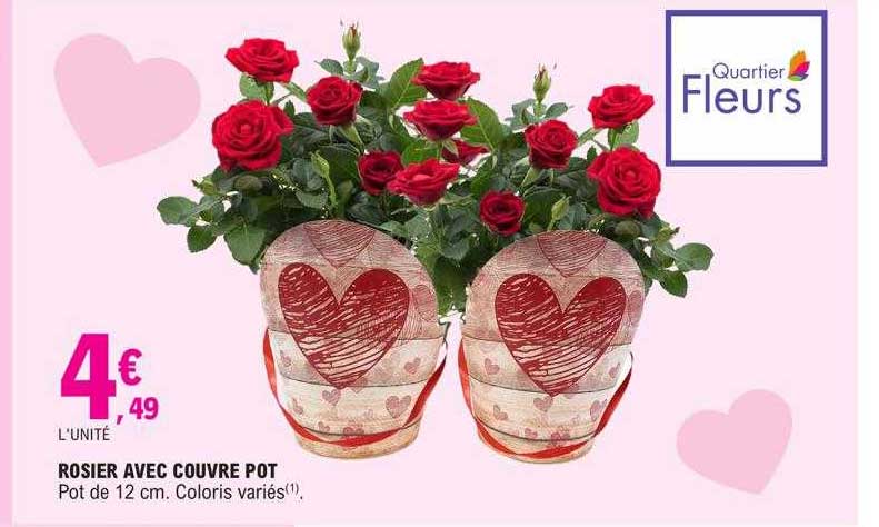 rosier avec couvre pot