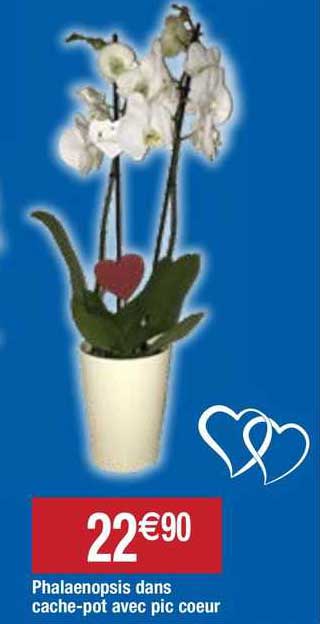 phalaenopsis dans cache-pot avec pic cœur