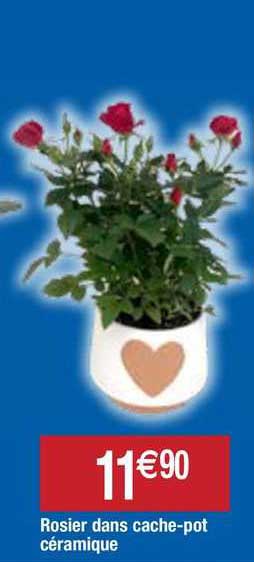 rosier dans cache-pot céramique