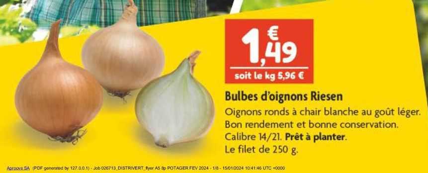 bulbes d'oignons riesen