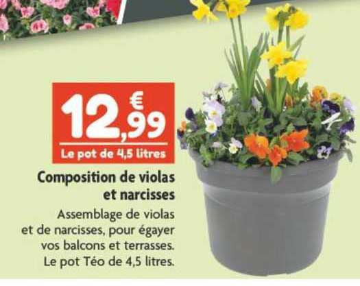 Composition De Violas Et Narcisses