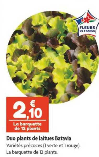 Duo Plants De L Aites Batavia