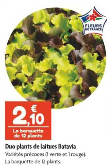 duo plants de laitues batavia