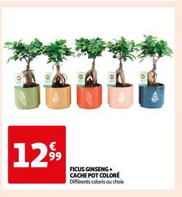 ficus ginseng + cache pot coloré