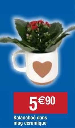 kalanchoé dans mug céramique
