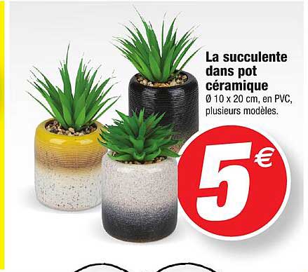 la succulente dans pot céramique