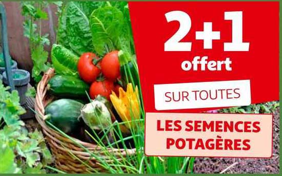 les semences potagères