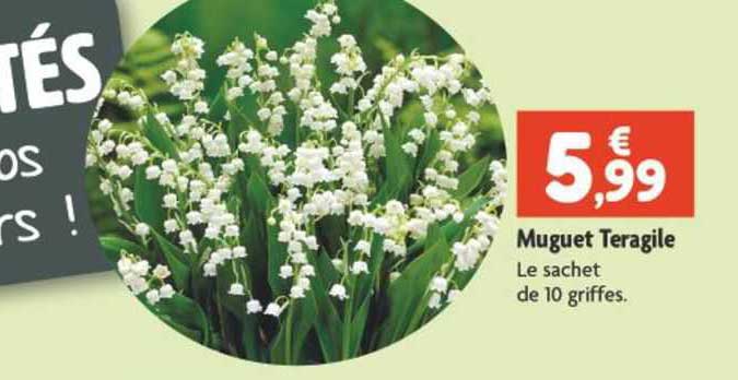muguet teragile