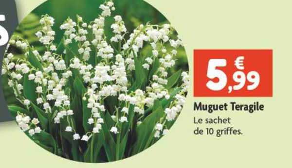 muguet teragile
