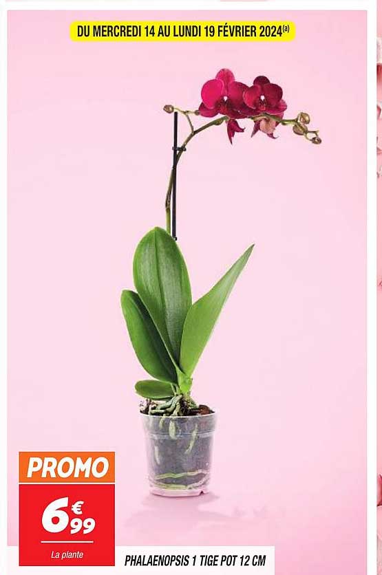 phalaenopsis 1 tige pot 12 cm