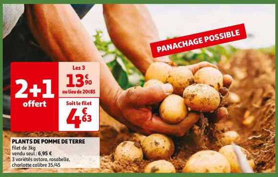 plants de pomme de terre