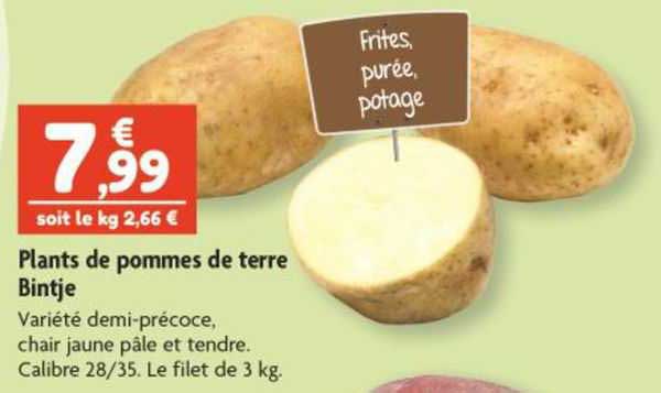 plants de pommes de terre bintje