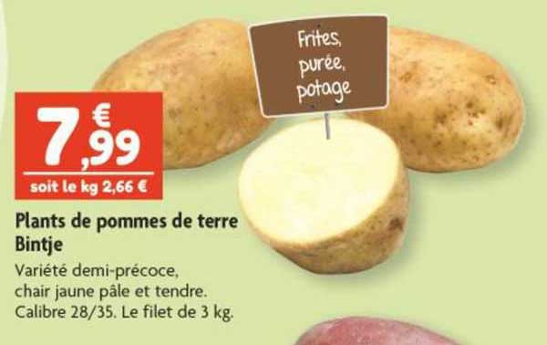 plants de pommes de terre bintje
