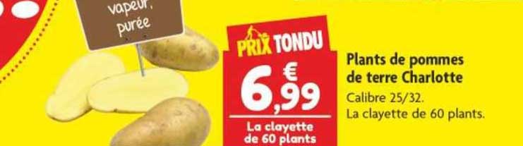 plants de pommes de terre charlotte