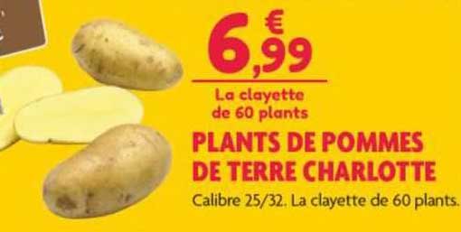 Plants De Pommes De Terre Charlotte