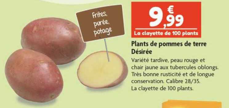 plants de pommes de terre désirée