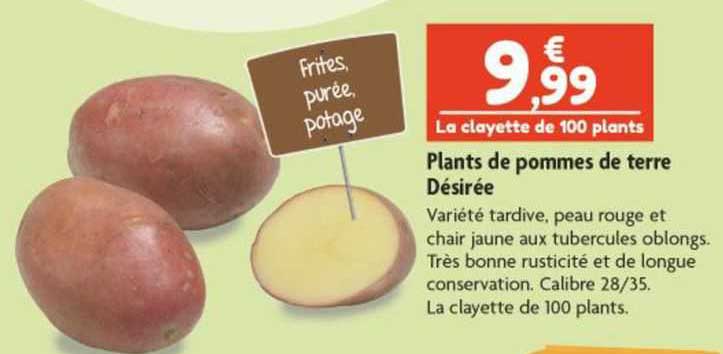 plants de pommes de terre désirée