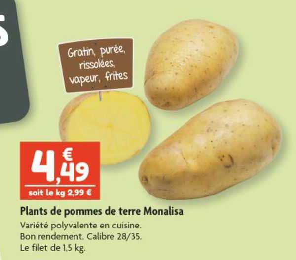 plants de pommes de terre monalisa