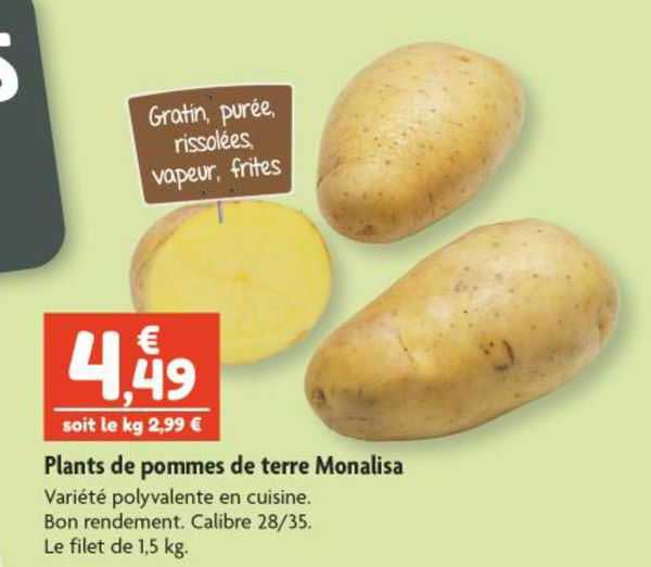 plants de pommes de terre monalisa