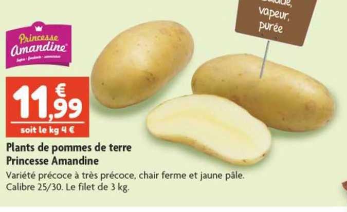 plants de pommes de terre princesse amandine