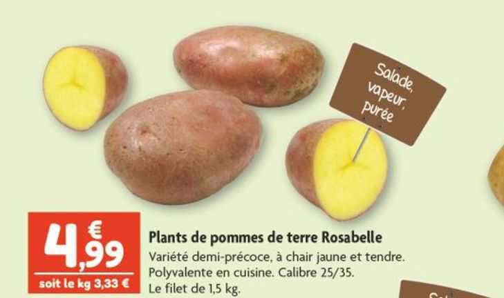 plants de pommes de terre rosabelle
