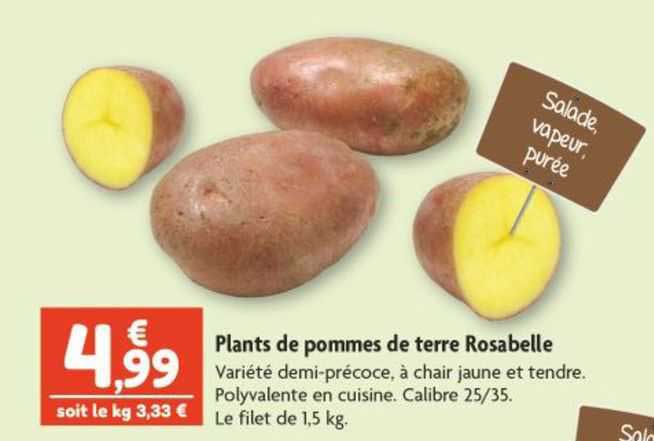 plants de pommes de terre rosabelle
