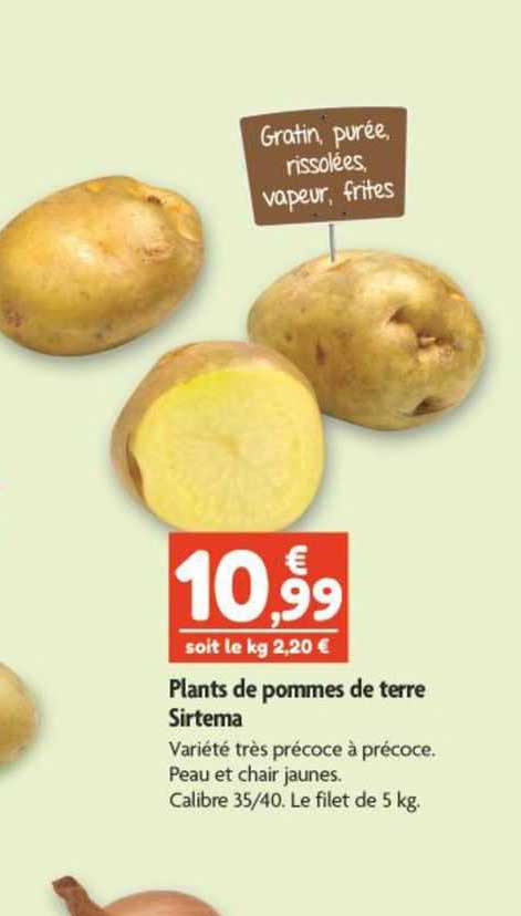 plants de pommes de terre sirtema