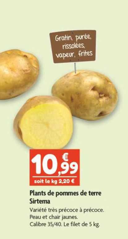 plants de pommes de terre sirtema