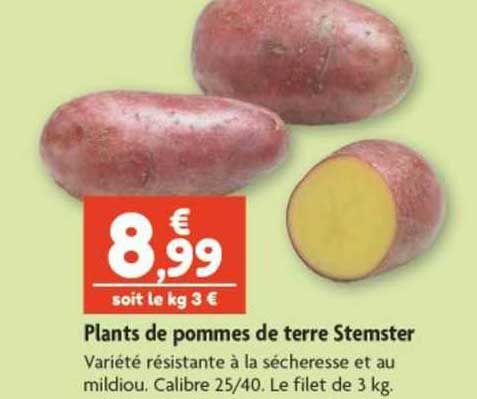 plants de pommes de terre stemster
