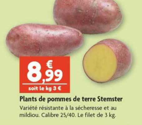 plants de pommes de terre stemster