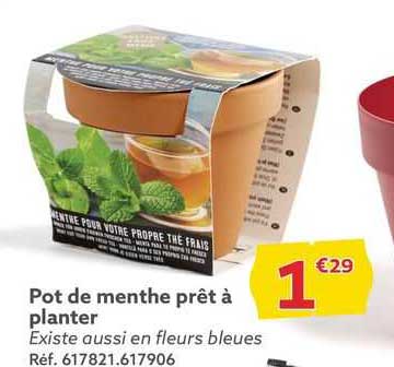 pot de menthe prêt à planter
