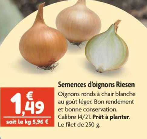 semences d'oignons riesen