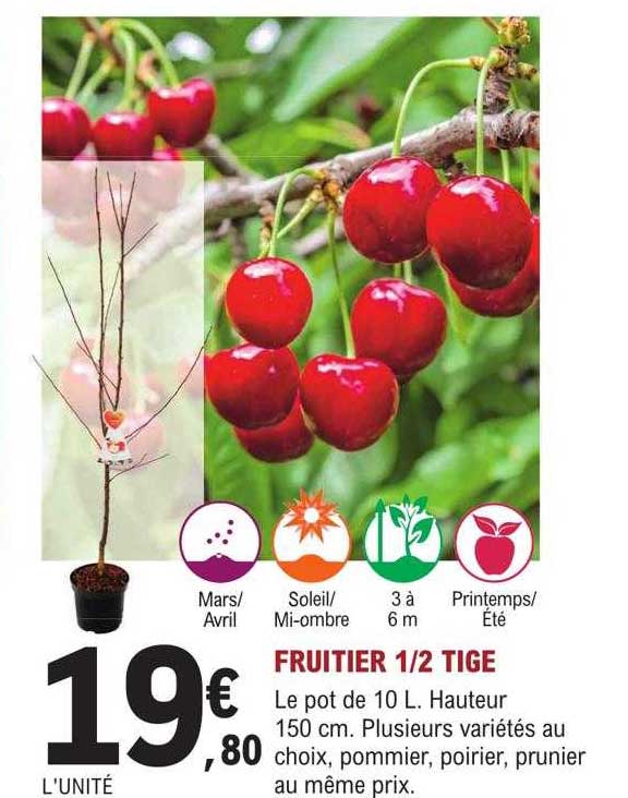 fruitier 1-2 tige