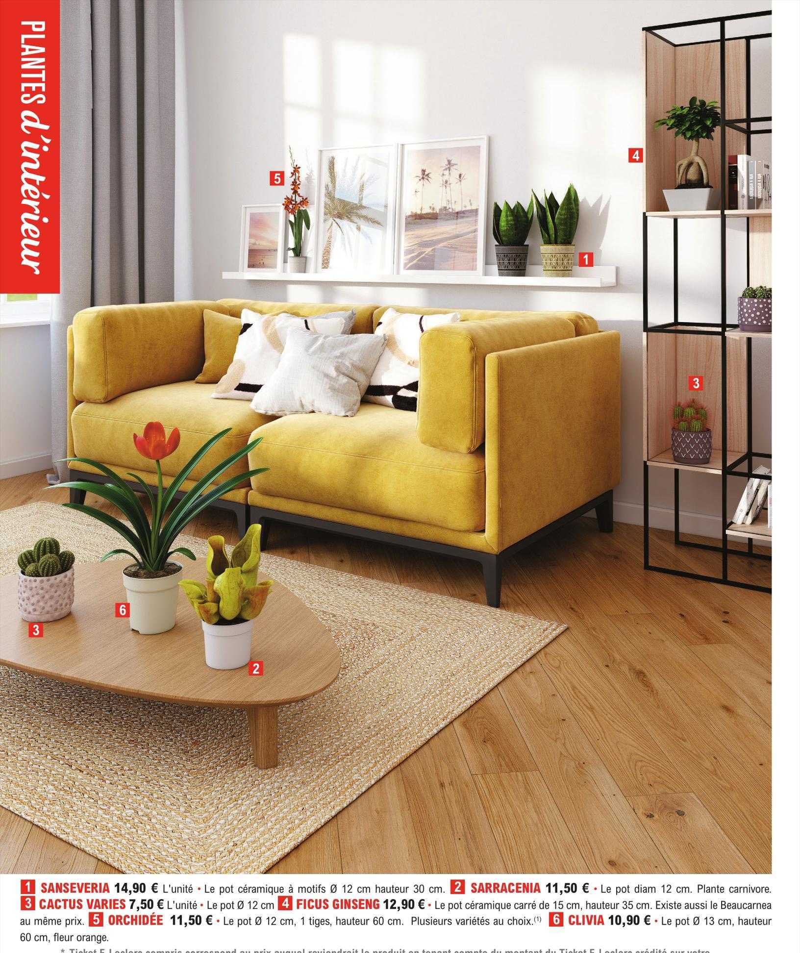 sanseveria, sarracenia, cactus variés, ficus ginseng, orchiée, clivia